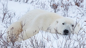 PROTECT POLAR BEARS PROTECT POLAR BEARS