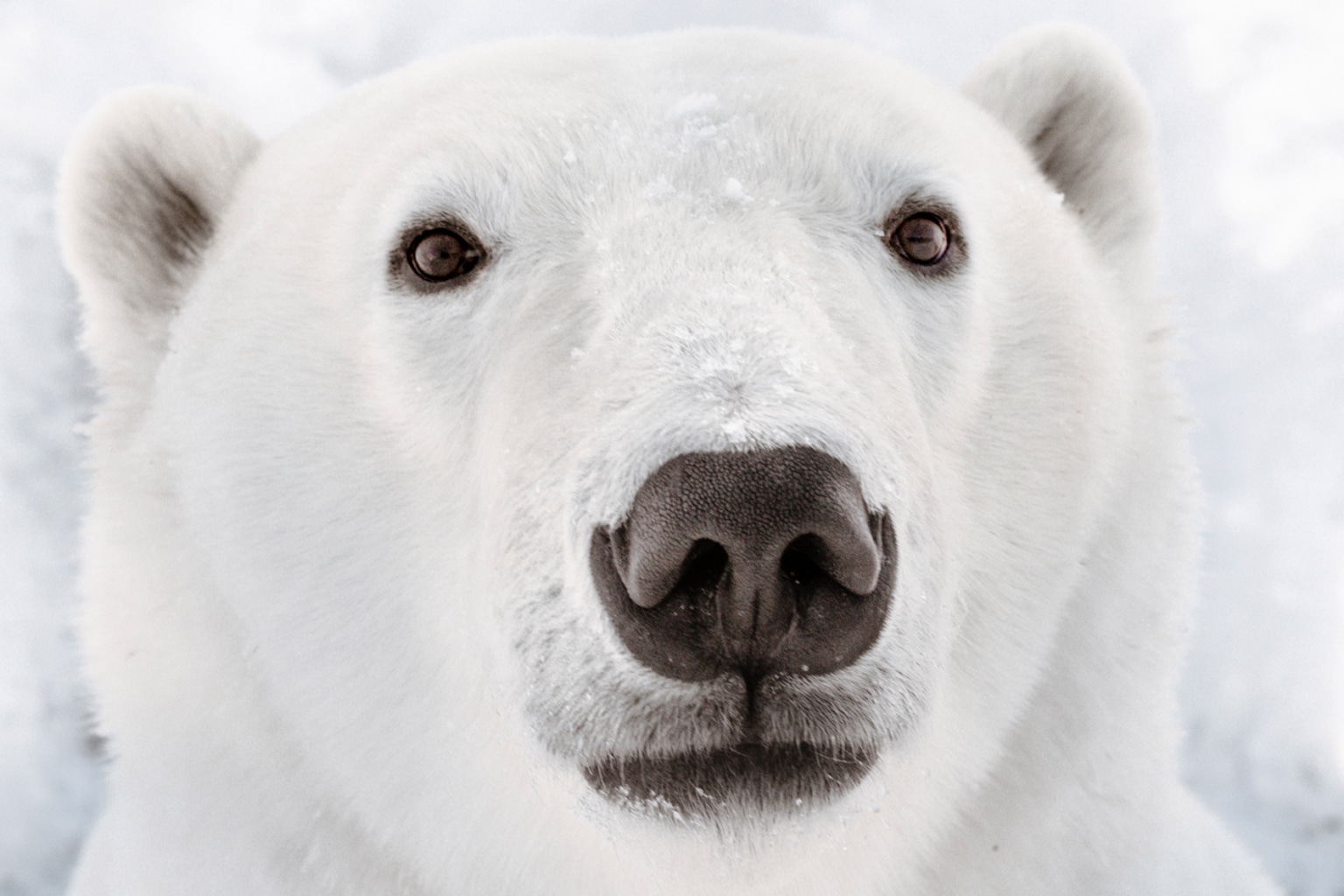 ホッキョクグマの危機:今私たちができること。