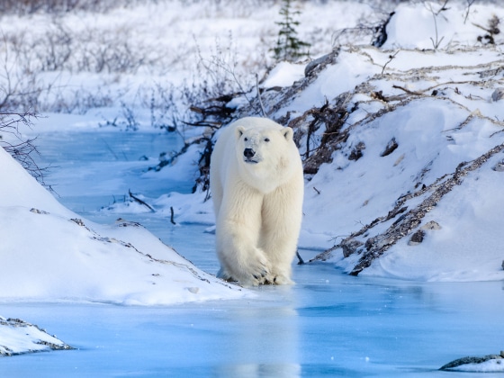 ホッキョクグマの危機:今私たちができること